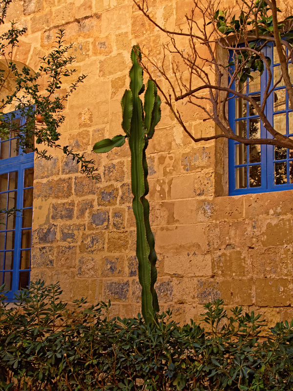 Cactus, Birgu